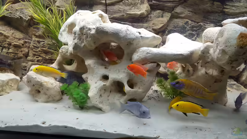 Aquarium Malawi Becken von Mare (7)