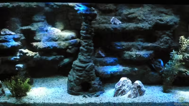 Aquarium Malawi Becken von René L. (15)