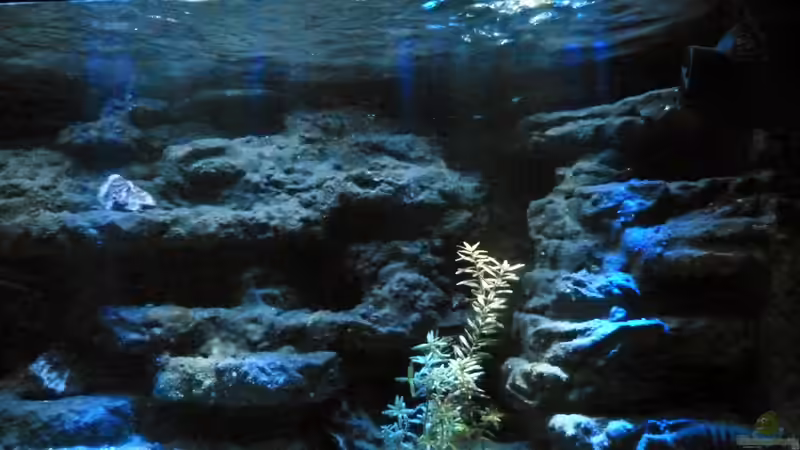 Aquarium Malawi Becken von René L. (16)