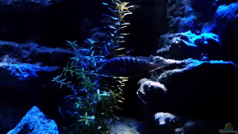 Aquarium Malawi Becken von René L. (18)