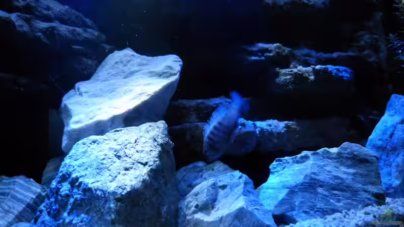 Aquarium Malawi Becken von René L. (19)