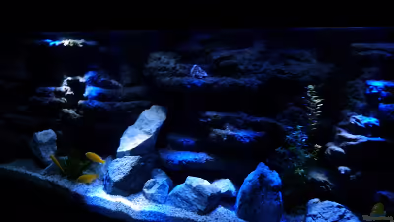 Aquarium Malawi Becken von René L. (2)