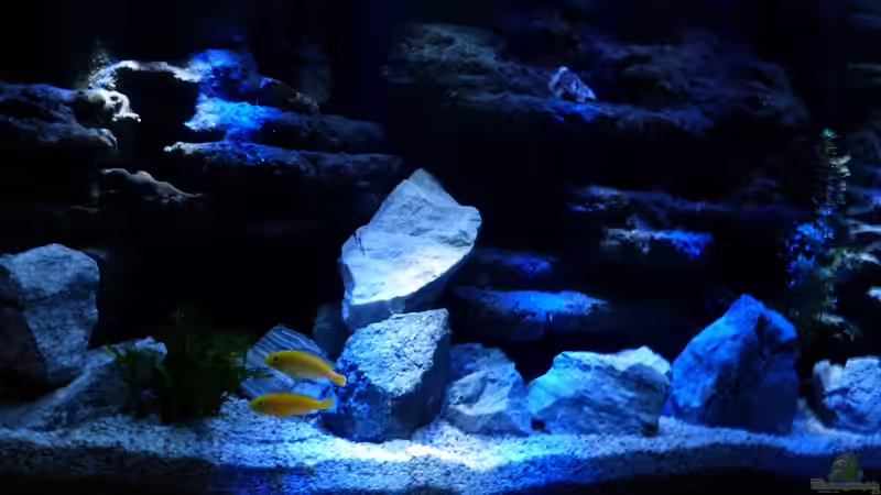 Aquarium Malawi Becken von René L. (20)