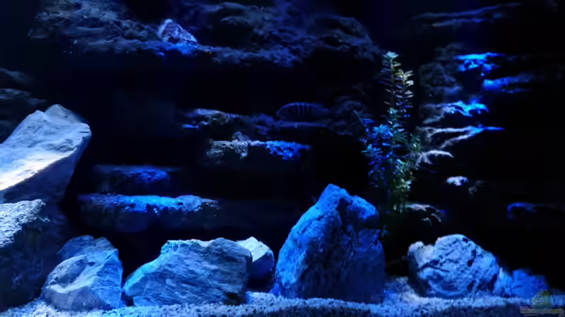 Aquarium Malawi Becken von René L. (21)
