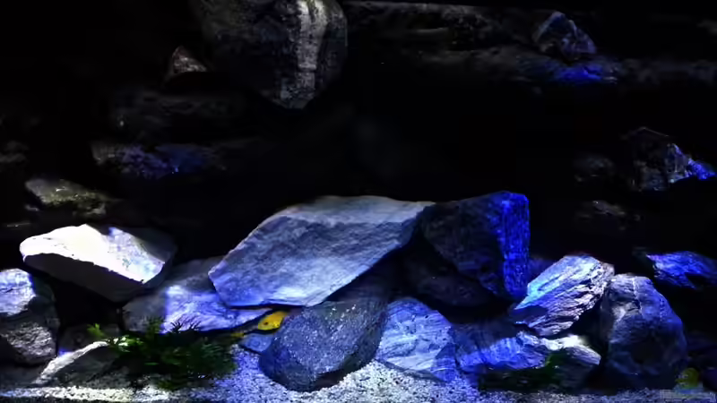Aquarium Malawi Becken von René L. (22)
