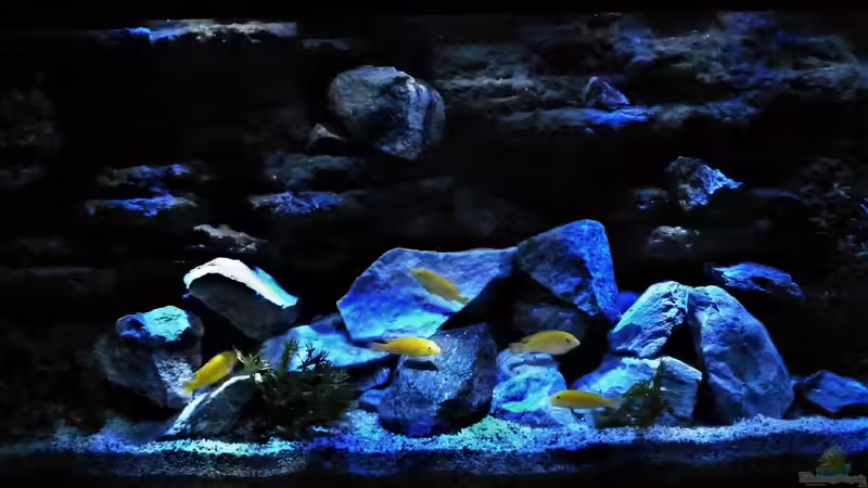 Aquarium Malawi Becken von René L. (23)