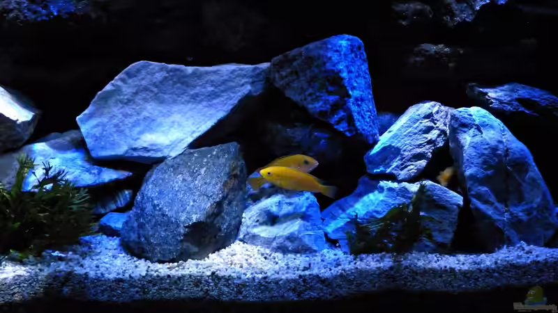 Aquarium Malawi Becken von René L. (26)