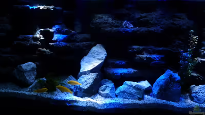 Aquarium Malawi Becken von René L. (27)