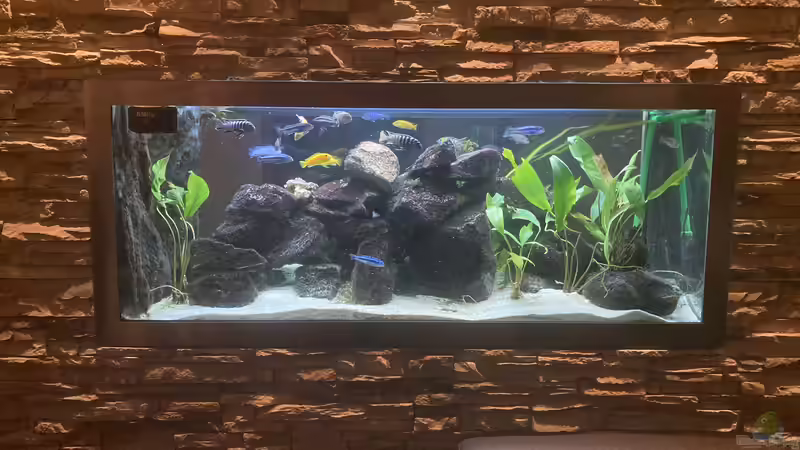 Aquarium Malawi-Durchsichtbecken von Alex 75 (4)