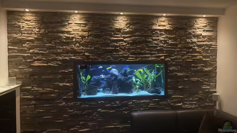 Aquarium Malawi-Durchsichtbecken von Alex 75 (5)