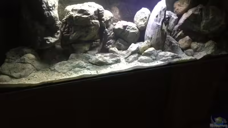 Aquarium Malawi Geröllzone von Lippi (3)