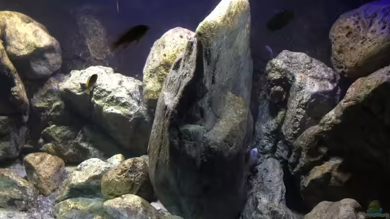 Aquarium Malawi Geröllzone von Lippi (4)
