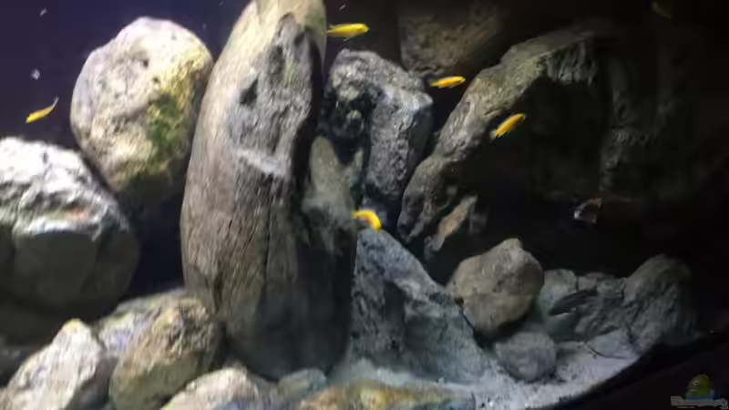 Aquarium Malawi Geröllzone von Lippi (5)