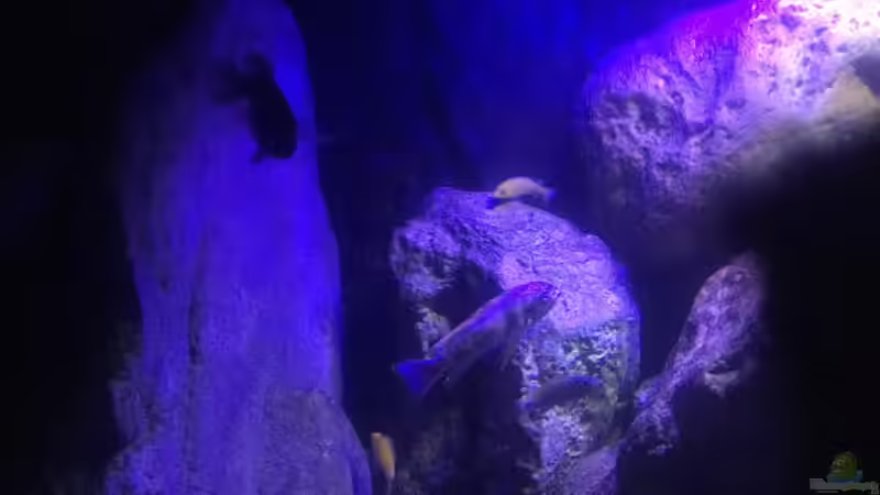 Aquarium Malawi Geröllzone von Lippi (6)