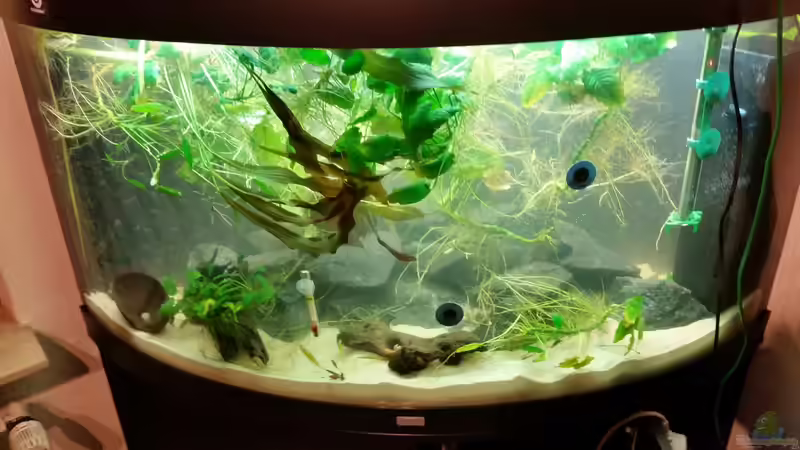 Aquarium Malawi Juwel Trigon 350 von Gunnar2060 (30)
