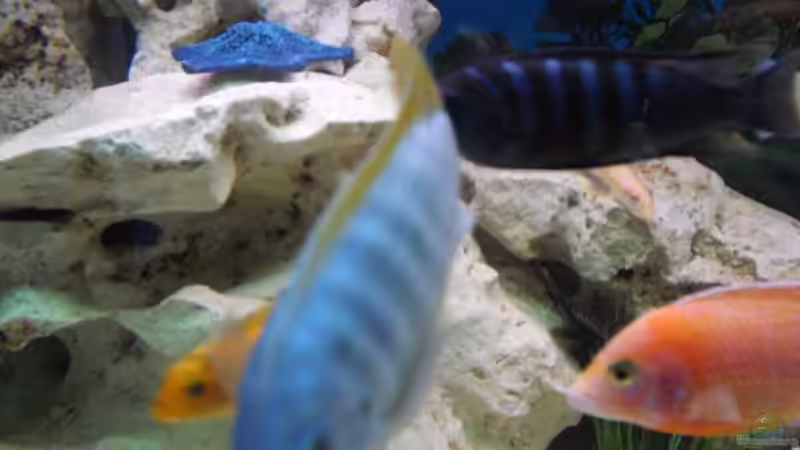 Aquarium Malawi Juwel von Mark M (10)