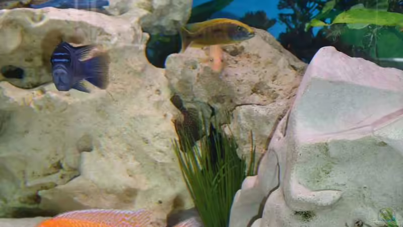 Aquarium Malawi Juwel von Mark M (11)