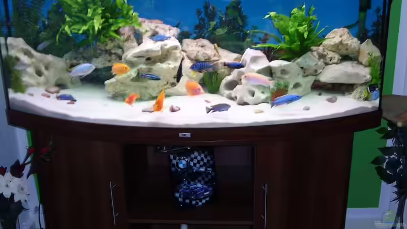 Aquarium Malawi Juwel von Mark M (13)