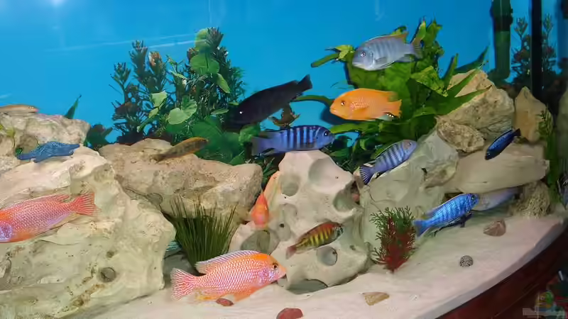 Aquarium Malawi Juwel von Mark M (15)