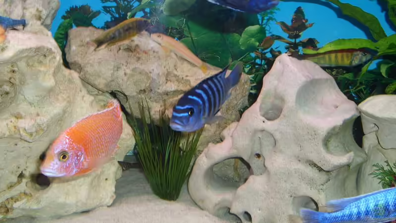 Aquarium Malawi Juwel von Mark M (17)