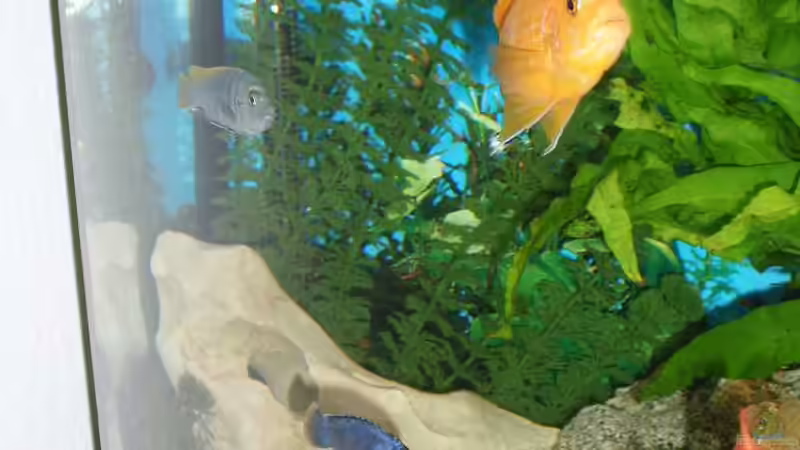 Aquarium Malawi Juwel von Mark M (18)