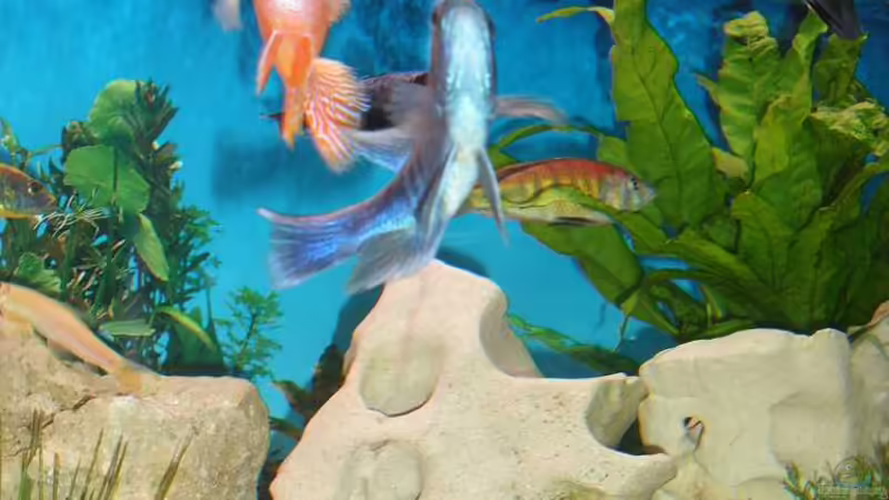 Aquarium Malawi Juwel von Mark M (19)