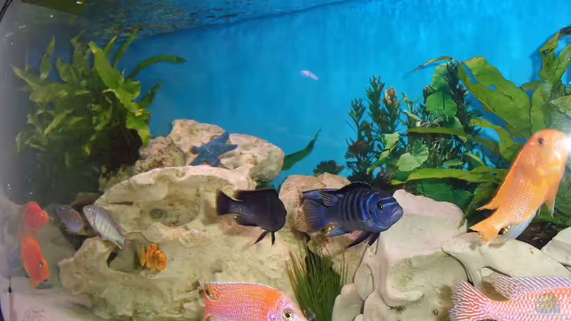 Aquarium Malawi Juwel von Mark M (2)