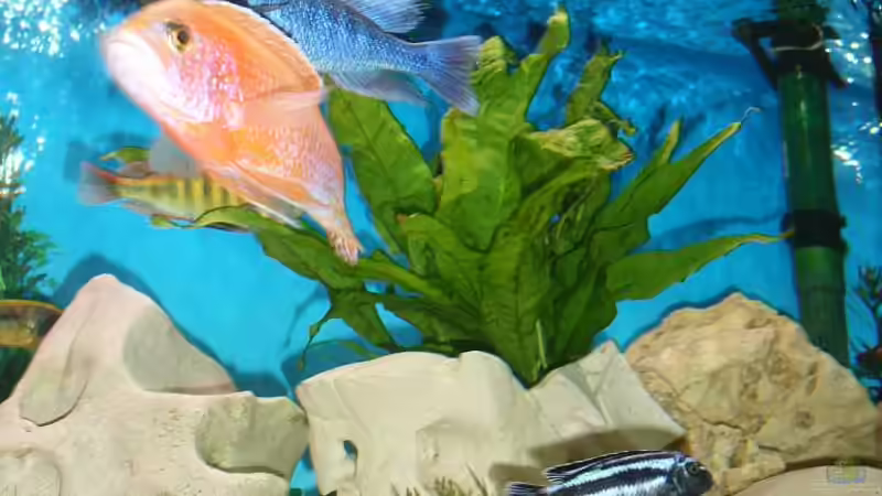 Aquarium Malawi Juwel von Mark M (20)