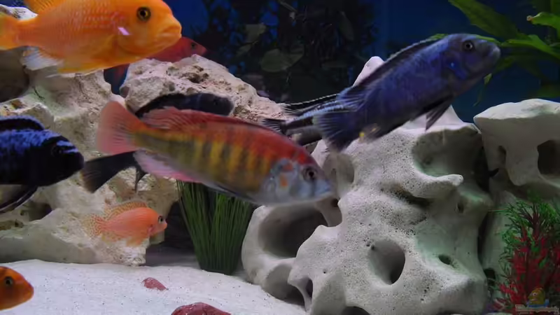 Aquarium Malawi Juwel von Mark M (3)