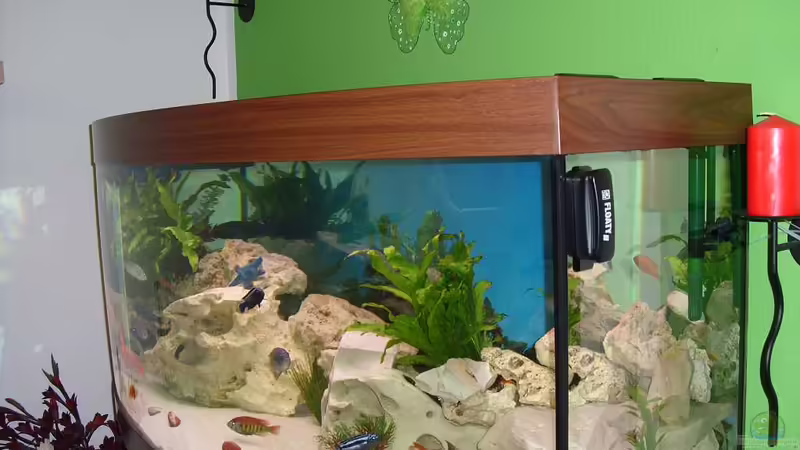 Aquarium Malawi Juwel von Mark M (5)