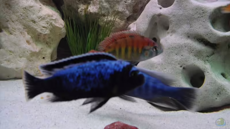 Aquarium Malawi Juwel von Mark M (6)