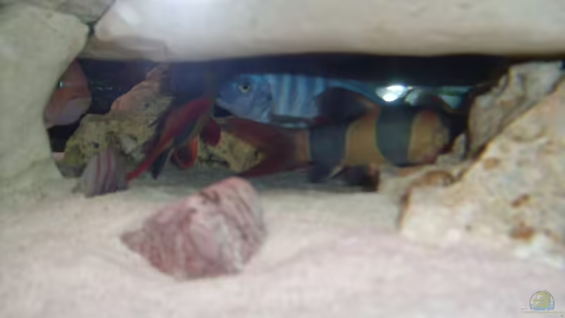 Aquarium Malawi Juwel von Mark M (7)