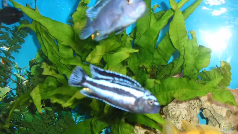 Aquarium Malawi Juwel von Mark M (8)