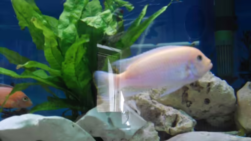 Aquarium Malawi Juwel von Mark M (9)