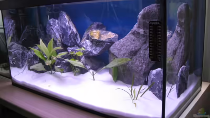 Aquarium Malawi Kinderstube by Malawifreak von Malawifreak (5)