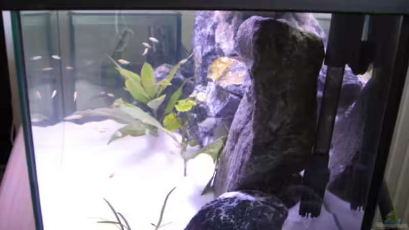 Aquarium Malawi Kinderstube by Malawifreak von Malawifreak (6)