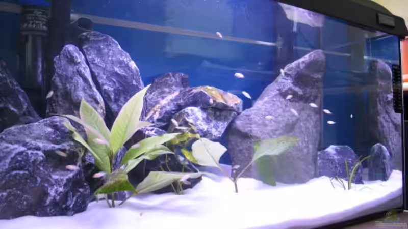 Aquarium Malawi Kinderstube by Malawifreak von Malawifreak (7)