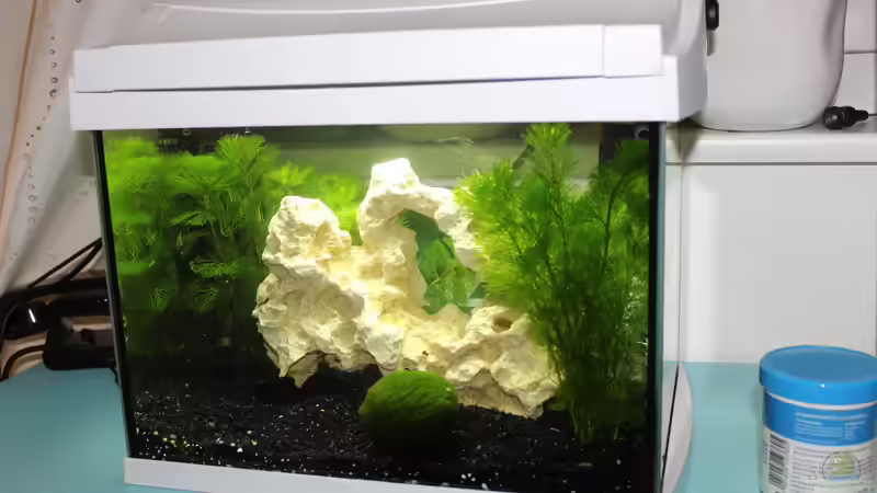 Aquarium Malawi klein Paradies von noah99 (2)