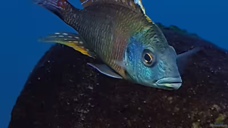 Aquarium Malawi Lagoon von Geert Vrancken (9)