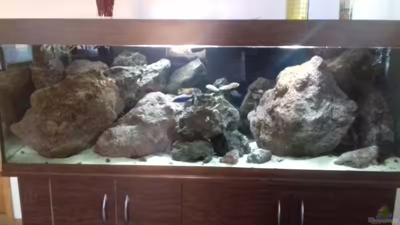 Aquarium Malawi LavaBecken von Marco Schmitt (2)