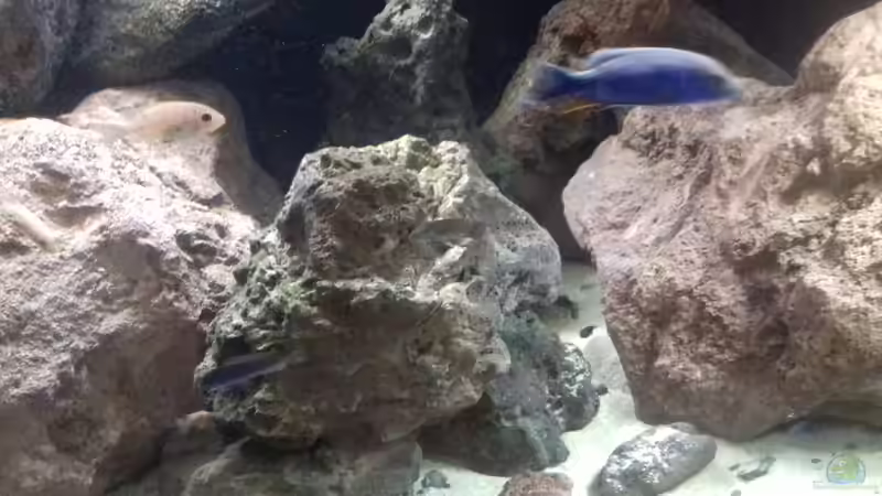 Aquarium Malawi LavaBecken von Marco Schmitt (4)