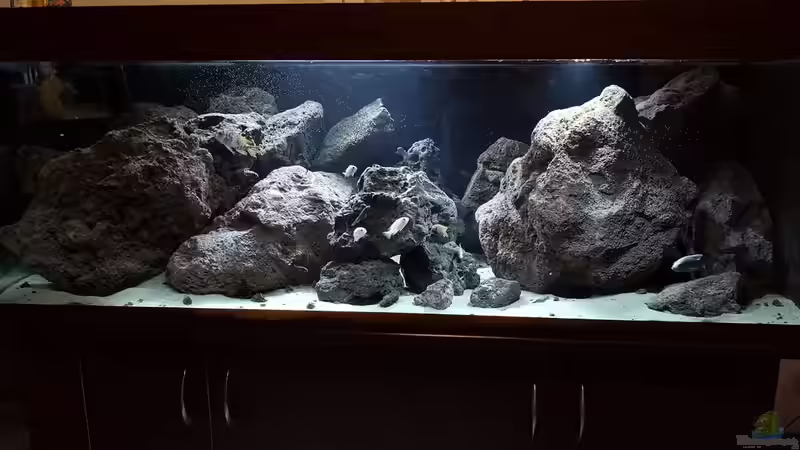 Aquarium Malawi LavaBecken von Marco Schmitt (7)