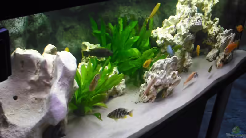 Aquarium malawi.mario 450l Becken von malawi.mario (3)