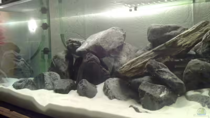 Aquarium Malawi-Marmor von BRANDNEW (3)