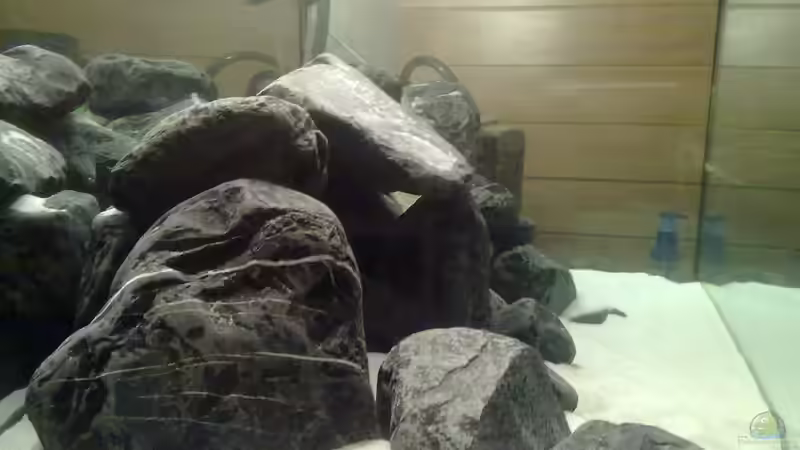 Aquarium Malawi-Marmor von BRANDNEW (4)