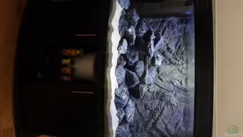 Aquarium Malawi Mbuna von Max V. (2)