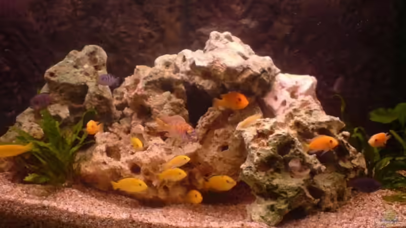 Aquarium Malawi MBunas von Nano-FAN (3)