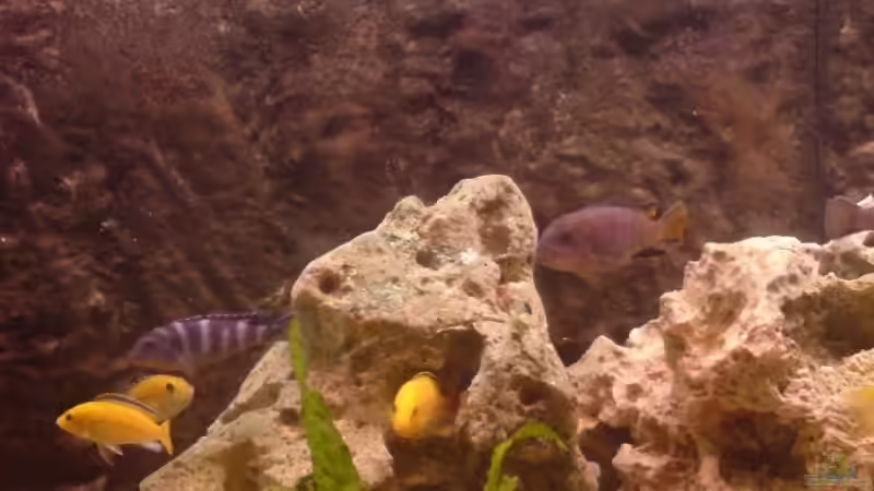 Aquarium Malawi MBunas von Nano-FAN (5)