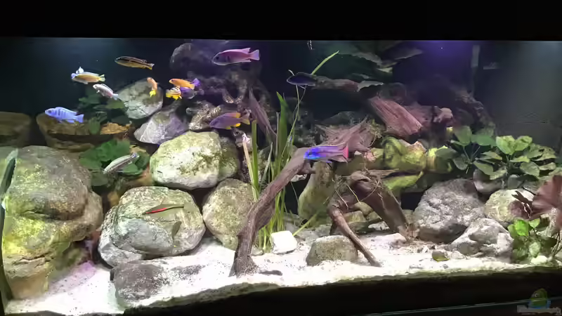 Aquarium Malawi Mix &amp; Friends von Wolli (3)