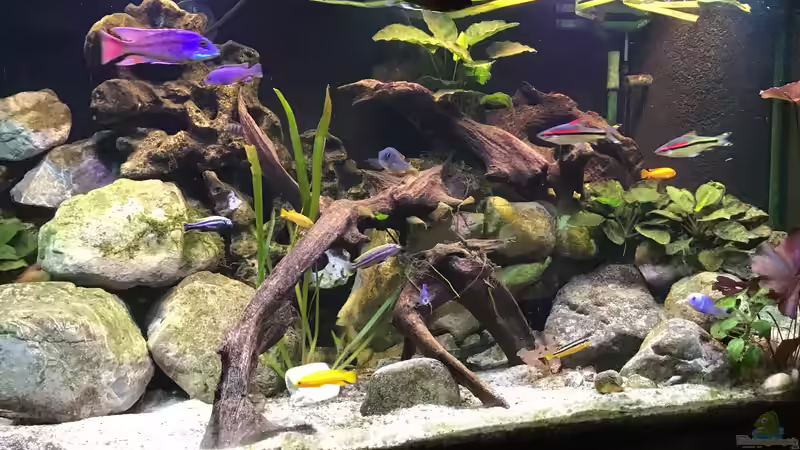 Aquarium Malawi Mix &amp; Friends von Wolli (4)